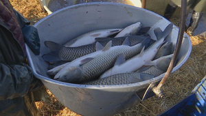 Kapor kraľuje Vianociam, ale spotreba rýb na Slovensku je stále nízka