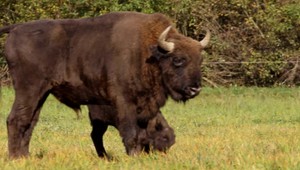 Slovensko sa môže pýšiť vzácnym prírastkom v prírode. V Hosťoviciach máme zubríča