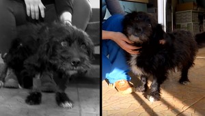 Malého bojovníka zavalilo drevo vo vagóne, v ktorom cestoval nechtiac. Bez následkov sa to nezaobíde