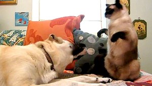 VIDEO. Mačka boxerka. Pes nemal šancu...