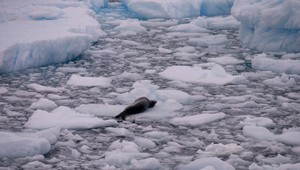 Arktída sa dostáva do plánov NATO, aliancia posilní svoju prítomnosť