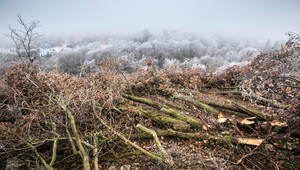 Kauza výrub lesa. Ďalšie trestné stíhanie je na spadnutie