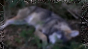 Chráneného vlka našli zastreleného neďaleko diaľnice. Páchateľovi hrozí až päťročné väzenie