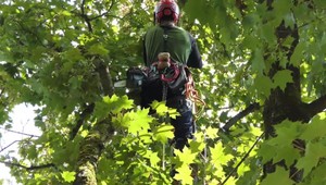 Žilina sa stará o vitalitu stromov, prestarnuté a nebezpečné musia preč