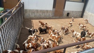 Stovky psov trpeli v nelegálnej množiarni. Polícia obvinila dve osoby