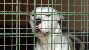 Pitbullka útočila na ostatné psy. Musela sa vrátiť naspäť do útulku