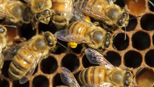 Od postrekov proti komárom hynú včely, hromžia včelári