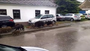 VIDEO: Rodičia v Pezinku majú strach o svoje ratolesti. V okolí škôl a škôlok sa potulujú diviaky