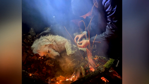 Nevšedná záchranná akcia. Uprostred rokliny v Slovenskom raji našli psa na pokraji síl