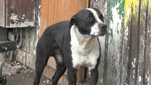 Policajti prišli zadržať hľadaného muža. Mali postreliť agresívneho psa, ktorý na nich zaútočil