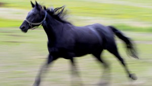 Splašený kôň bežal po diaľnici, spôsobil hromadnú nehodu