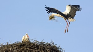 Bociany vedú poriadne neverný život. Podvádzajú najmä samice