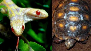 Hady a korytnačky ukrýval v slipoch! Pri pašovaní ho zatkla polícia