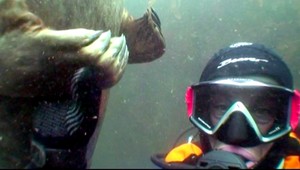 VIDEO. Priateľské potľapkanie s tuleňom