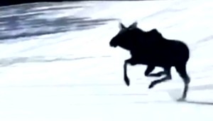 VIDEO: Lyžiarov na zjazdovke predbehol uháňajúci los