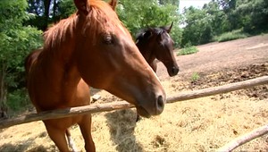 Vyskytla sa nebezpečná nákaza koní. Liek neexistuje, zviera treba utratiť