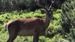 Zatúlaný jeleň sa necháva rozmaznávať turistami. Kŕmia ho chlebom, dali mu už aj pivo