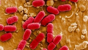 Farmári škodovať nebudú. Za E.coli dostanú milióny