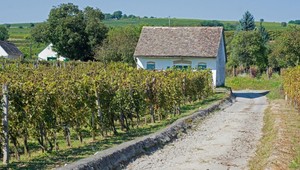 Namiesto chemických postrekov sa v Toskánsku stará o vinice Mozart