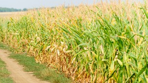 Suchá potrápili farmárov aj v Európe. Zdražejú viaceré potraviny