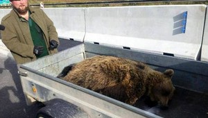 Na severnej diaľnici D1 našli zrazeného medveďa