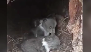 Drzosť turistov nemá hraníc. Fotografiami medvedích brlohov neohrozujete len seba, ale aj mláďatá