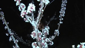 Ovocinári zachraňovali úrodu. Teploty na niektorých miestach klesli až na mínus päť stupňov Celzia