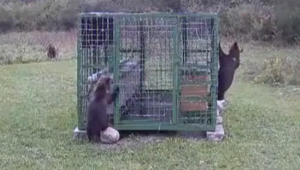 Za mreže sa už dostali aj včely. Majiteľ ich chráni pred nenásytnými medveďmi