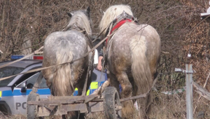 Záprah sa vymkol kontrole. Splašené kone takmer udupali dôchodcu