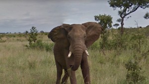 Krutá smrť 18-ročného slona: Zomrel potom, čo viezol na chrbte skupinu turistov