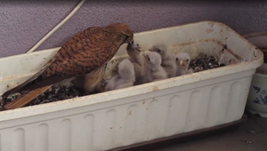 Netradičný domáci miláčik prekvapil obyvateľku paneláku. Na balkóne sa jej zahniezdila sokolia rodinka