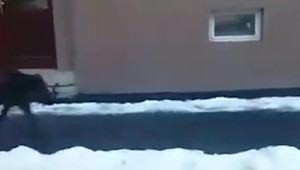 Diviak na obhliadke Púchova