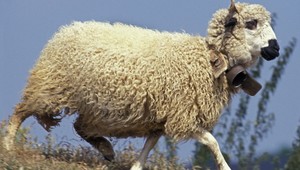 Strihači oviec majú počas sviatkov plné ruky práce, bača má potom plné ruky vlny