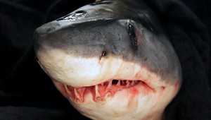 Hrôzostrašná dovolenka: Žena skončila v žalúdku žraloka