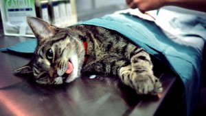 Diera v čipovacom zákone. Veterinár nemôže kontrolovať doklady