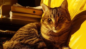 Nešťastní majitelia z Bratislavy hľadajú strateného kocúra. Videli ste ho?