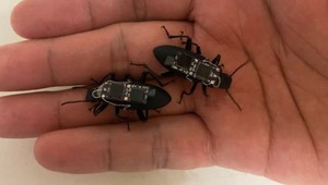 Kyborg chrobáky ovládané joystickom môžu zachraňovať ľudí