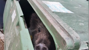 Kuriózny prípad v Žiline: v kontajneri našli divú sviňu