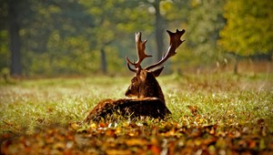 V lese našli daniela s odrezanou hlavou: Nezdochol však zastrelením