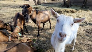 "Zablúdil" do stajne a zneužil kozu. Recidivistovi hrozí šesť rokov za mrežami