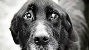 Útulok má výsledok pitvy: Viki bola týraná, na majiteľa podali oznámenie