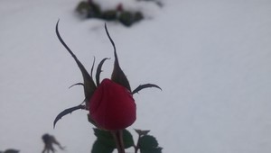 FOTO: Príroda sa s nami hrá. Ruže už kvitnú aj v snehu