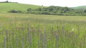 Z baníka bylinkár. Zdravie hľadá na lúke