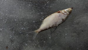 Po povodniach hynú v Dunaji ryby, takto pomôžete