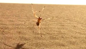 VIDEO. Pozrite sa, čo dokáže osemnohý gymnasta