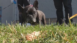 Psy sú na sídlisku v ohrození, pokúšajú sa ich otráviť