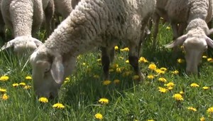 Jahňacina v tradičnej slovenskej kuchyni. Ministerstvo ich chce vrátiť späť na pulty