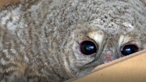 Záchranná akcia mladej sovy: Mláďa našli ležať na vozovke