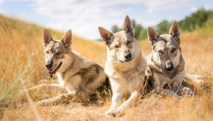 V seriáli si zahrali československé vlčiaky: Toto ste o rozkošných psíkoch zaručene nevedeli!