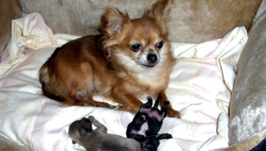 V Trnave sa stratila čivava, každá pomoc vítaná!